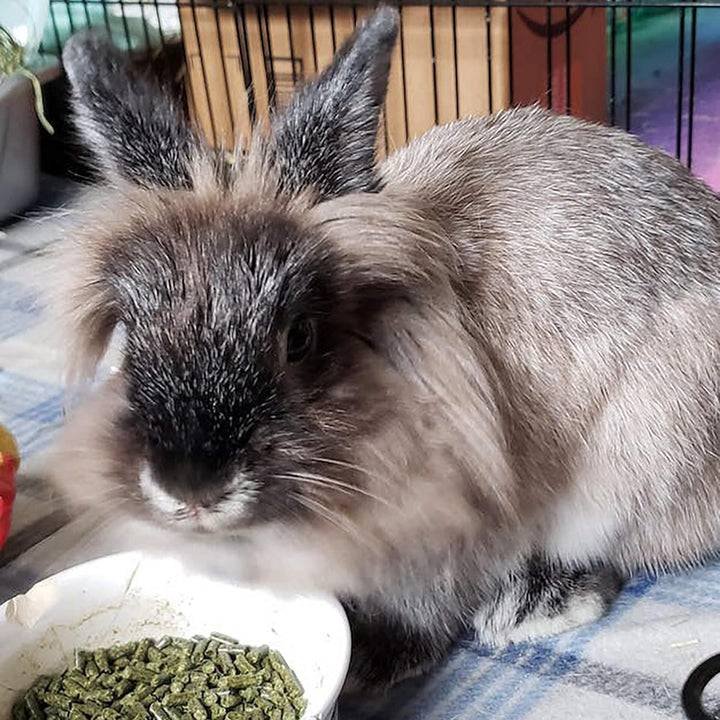 Sherwood Baby Rabbit Food. Hay-Based Pellet. No Wheat, Corn, or Soy for Better Digestion. 4.5 Lbs